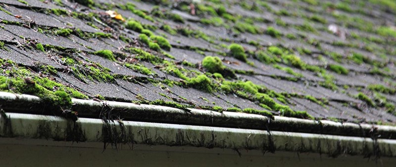 moss on roof